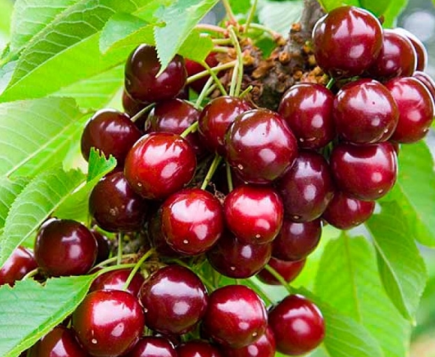 Снимок экрана_5-5-2025_15455_www.plodopitomnik-kazan.ru