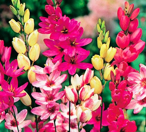 Снимок экрана 2025-02-07 110835