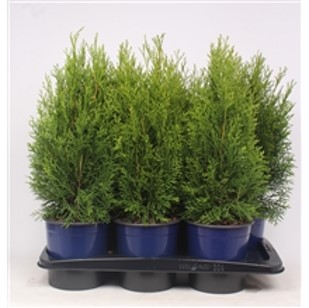 туя смарагд 45