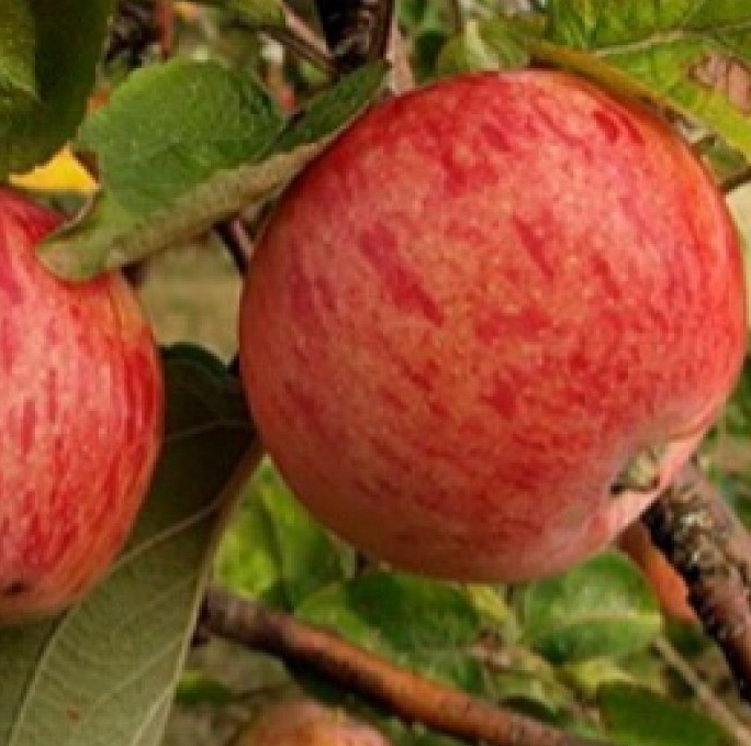 Снимок экрана_5-5-2025_14435_astrussia.com