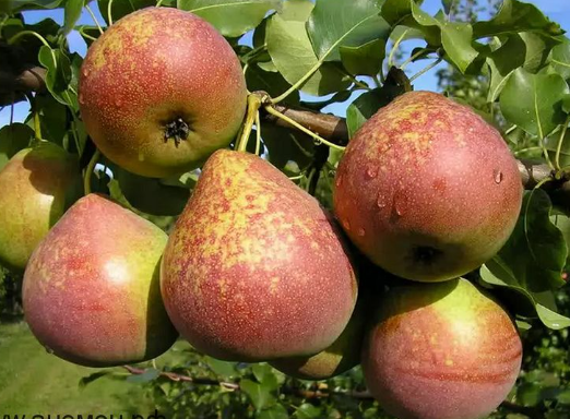 Снимок экрана 2025-04-14 083713