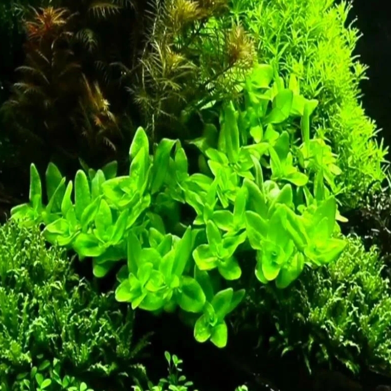 Снимок экрана_10-6-2025_13436_market.yandex.ru