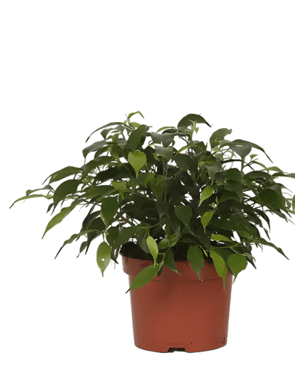 Tsvetok_v_kashpo_Fikus_Bendzhamina_Mix_D12_2