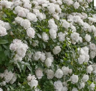 Снимок экрана 2024-02-15 152134