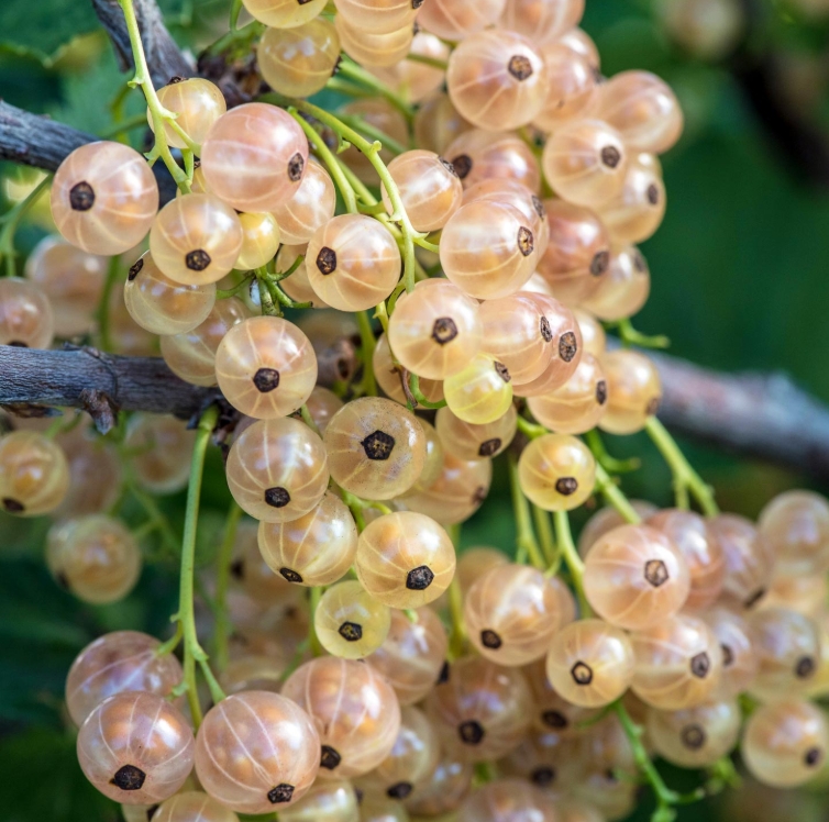 Снимок экрана_6-5-2025_91150_kiskinsad.ru