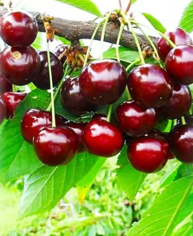 Снимок экрана 2025-04-14 085210