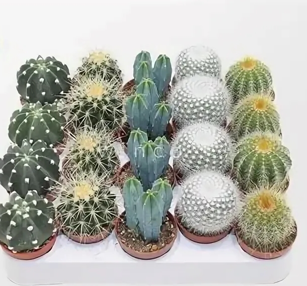 Снимок экрана_1-10-2025_92623_avatars.mds.yandex.net