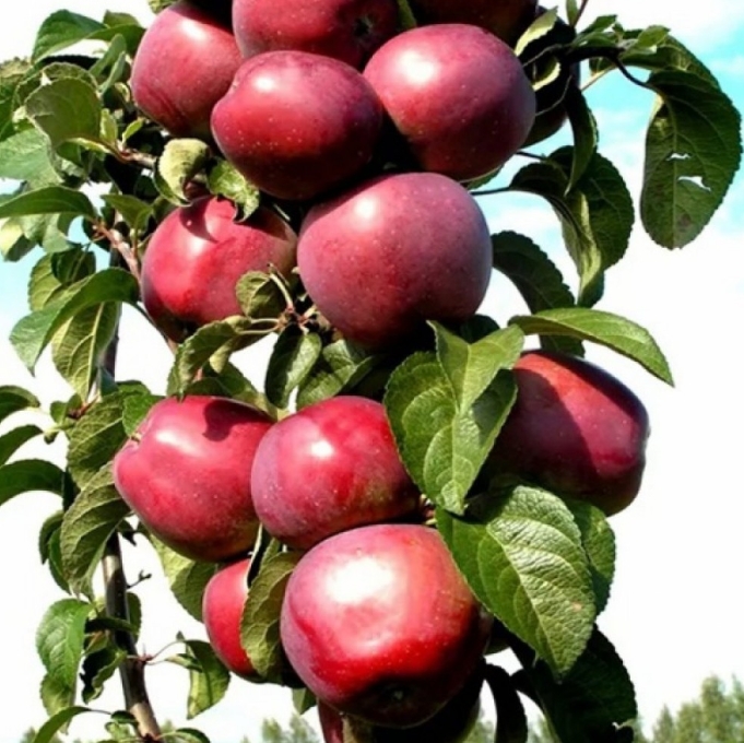 Снимок экрана_6-5-2025_84142_kazan.pitomnik-rose.ru