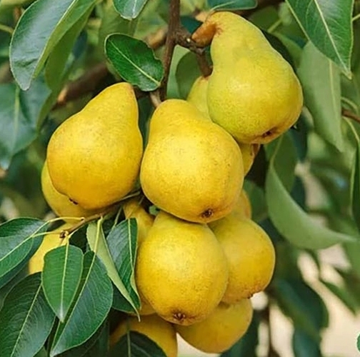 Снимок экрана_3-5-2025_141831_parkrasteniy.ru