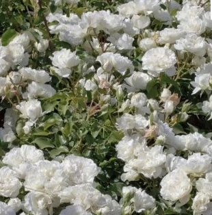 Снимок экрана 2025-02-17 160850