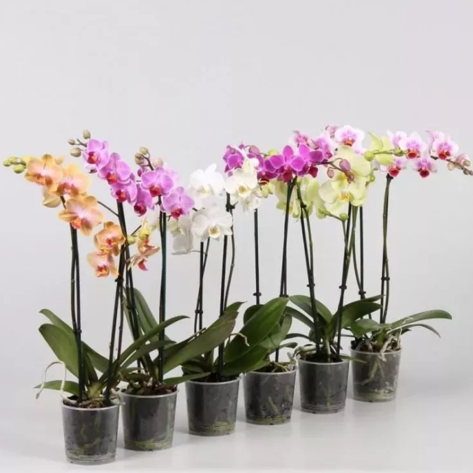 Снимок экрана_8-2-2025_121128_darvin-market.ru