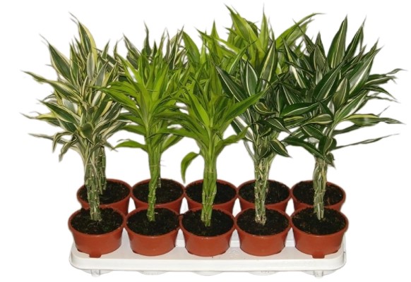 Снимок экрана 2024-10-23 103641-Сант