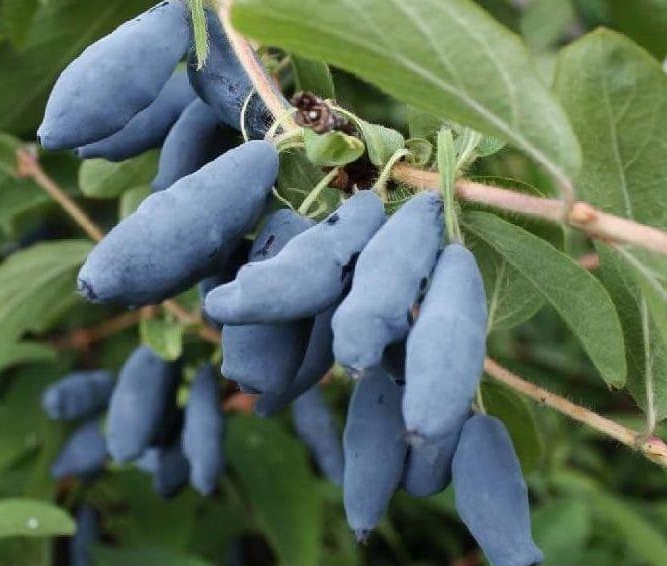 Снимок экрана_5-5-2025_163527_sadovyi-mir.ru