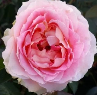 Снимок экрана 2025-02-17 162555