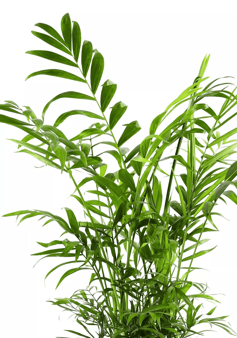 Tsvetok_v_kashpo_Khamedoreya_Elegans_d12_h40_2