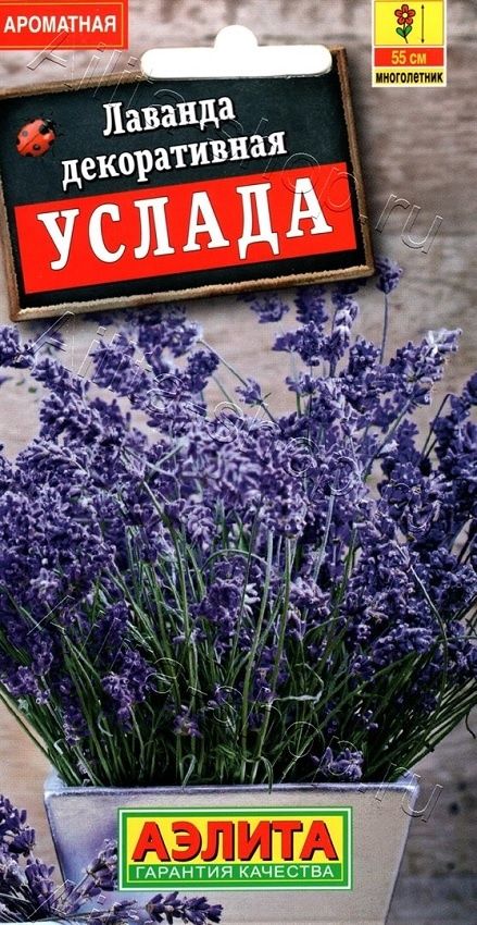семена_лаванда_декоративная__услада_аэлита_1.jpg