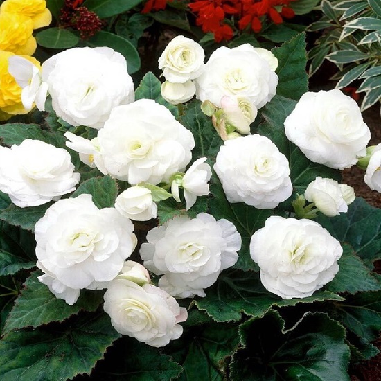 максима-белая1