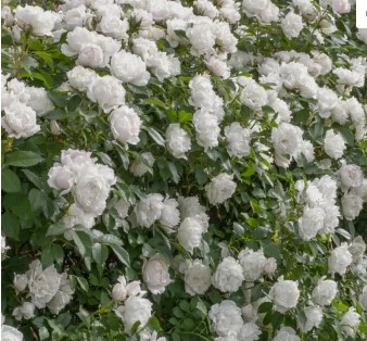 WhatsApp Image 2024-01-30 at 12.48.54