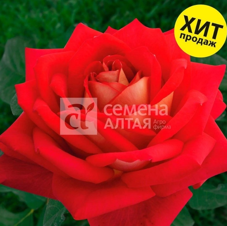 Снимок экрана 2024-03-04 115057