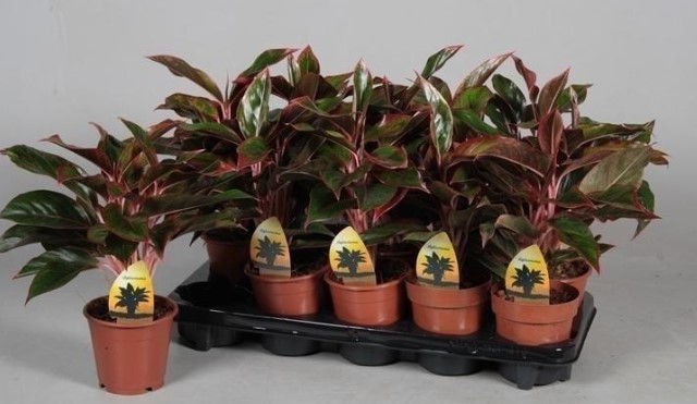 Снимок экрана 2024-10-23 101343