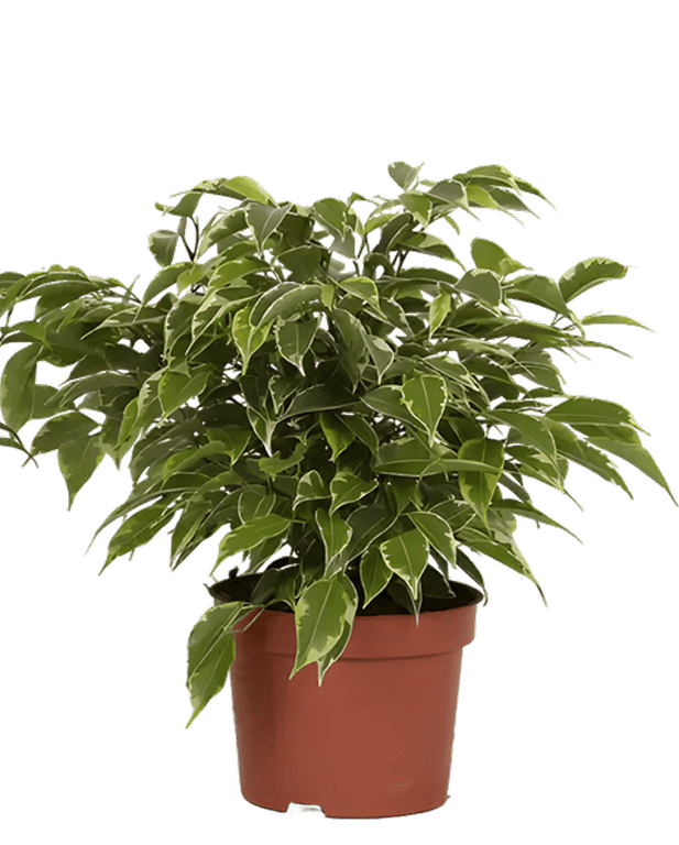 Tsvetok_v_kashpo_Fikus_Bendzhamina_Mix_D12_4