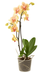 Tsvetok_v_kashpo_Phalaenopsis_1_vetka_d12h55_f2