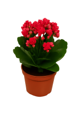 Tsvetok_v_kashpo_Kalanchoe_Kalandiva_d10,5_f4