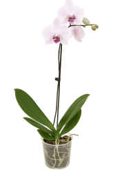 Tsvetok_v_kashpo_Phalaenopsis_1_vetka_d12h55_f4